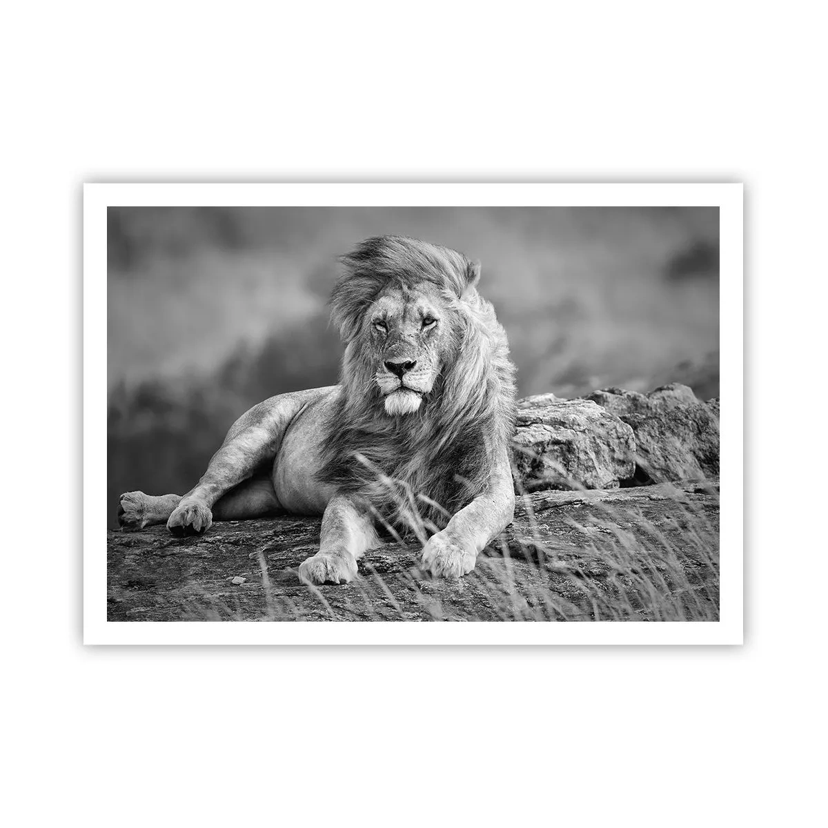Affiche - Poster - Lion reposant sur un rocher dans un style monochrome - 100x70cm - Sieste royale - Décoration murale moderne pour le salon et la chambre ARTTOR