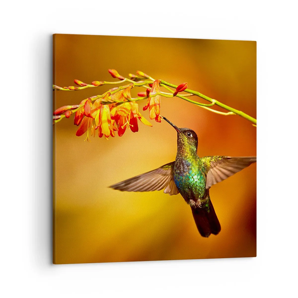 Impression sur toile - Image sur toile - Un messager de lumière selon les Mayas - 50x50 cm