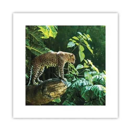 Affiche - Poster - À la chasse? - 30x30 cm