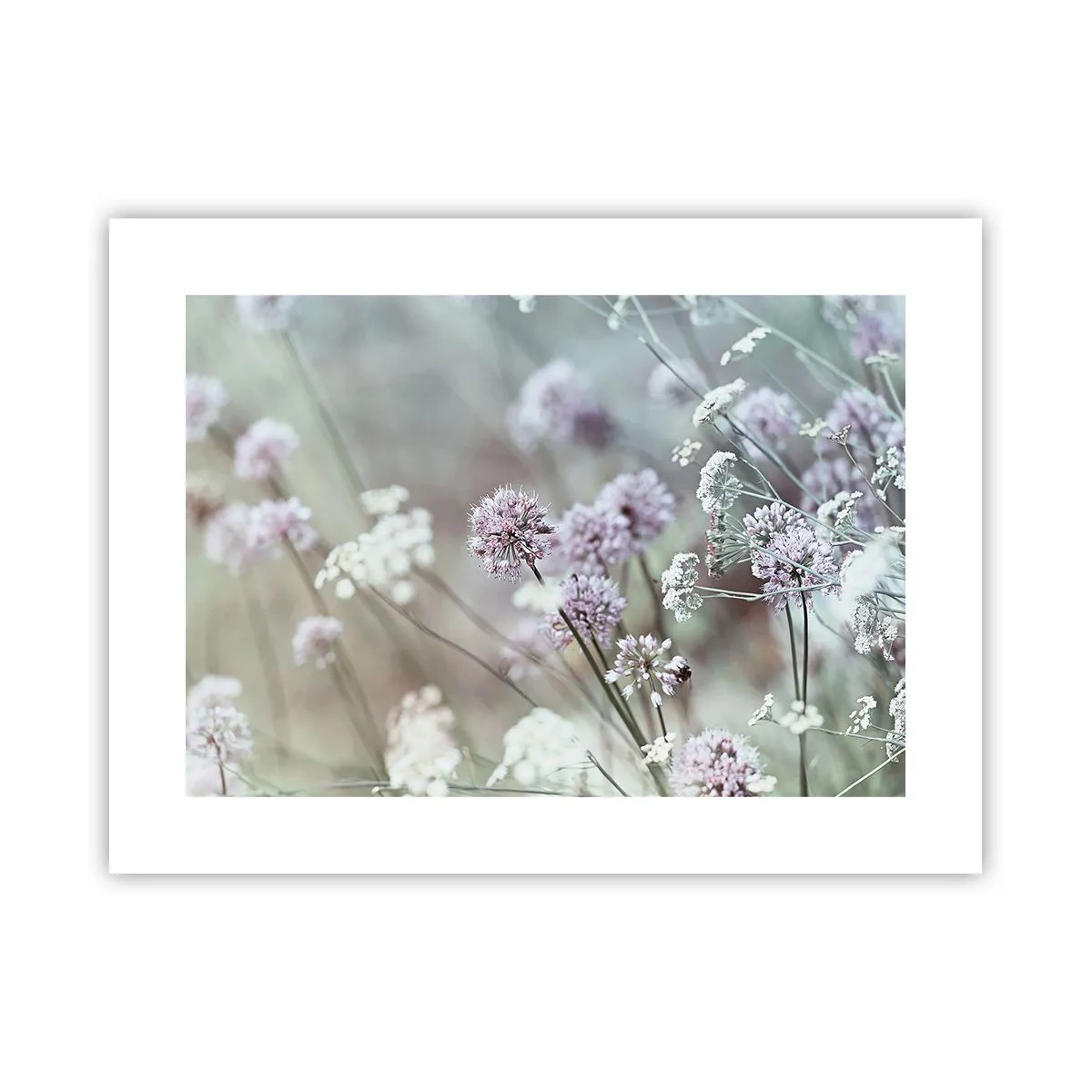 Affiche - Poster - Herbes douces en filigrane - 40x30 cm