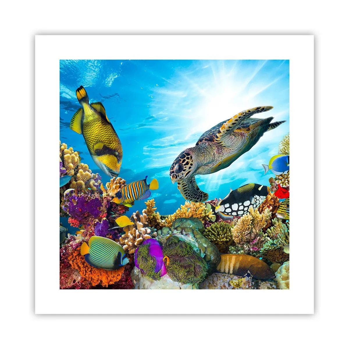 Affiche - Poster - Promenade de corail - 40x40 cm