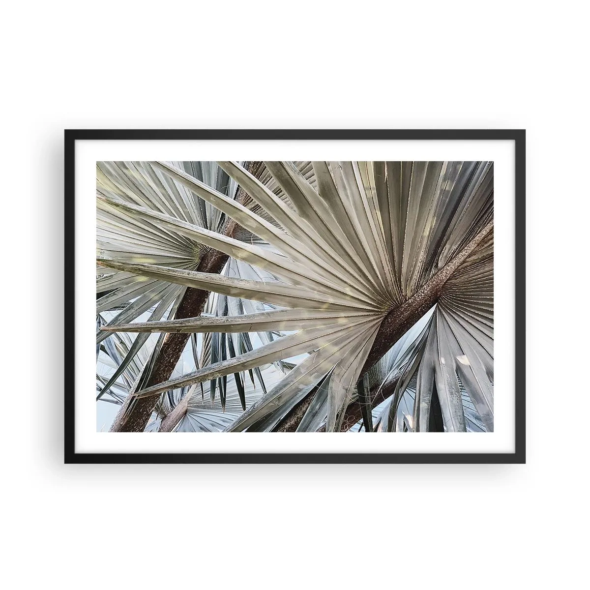 Affiche dans un cadre noir - Poster - Gros plan de feuilles de palmier dans des tons naturels de vert - 70x50cm - Evantail sous les tropiques - Décoration murale moderne pour le salon et la chambre ARTTOR
