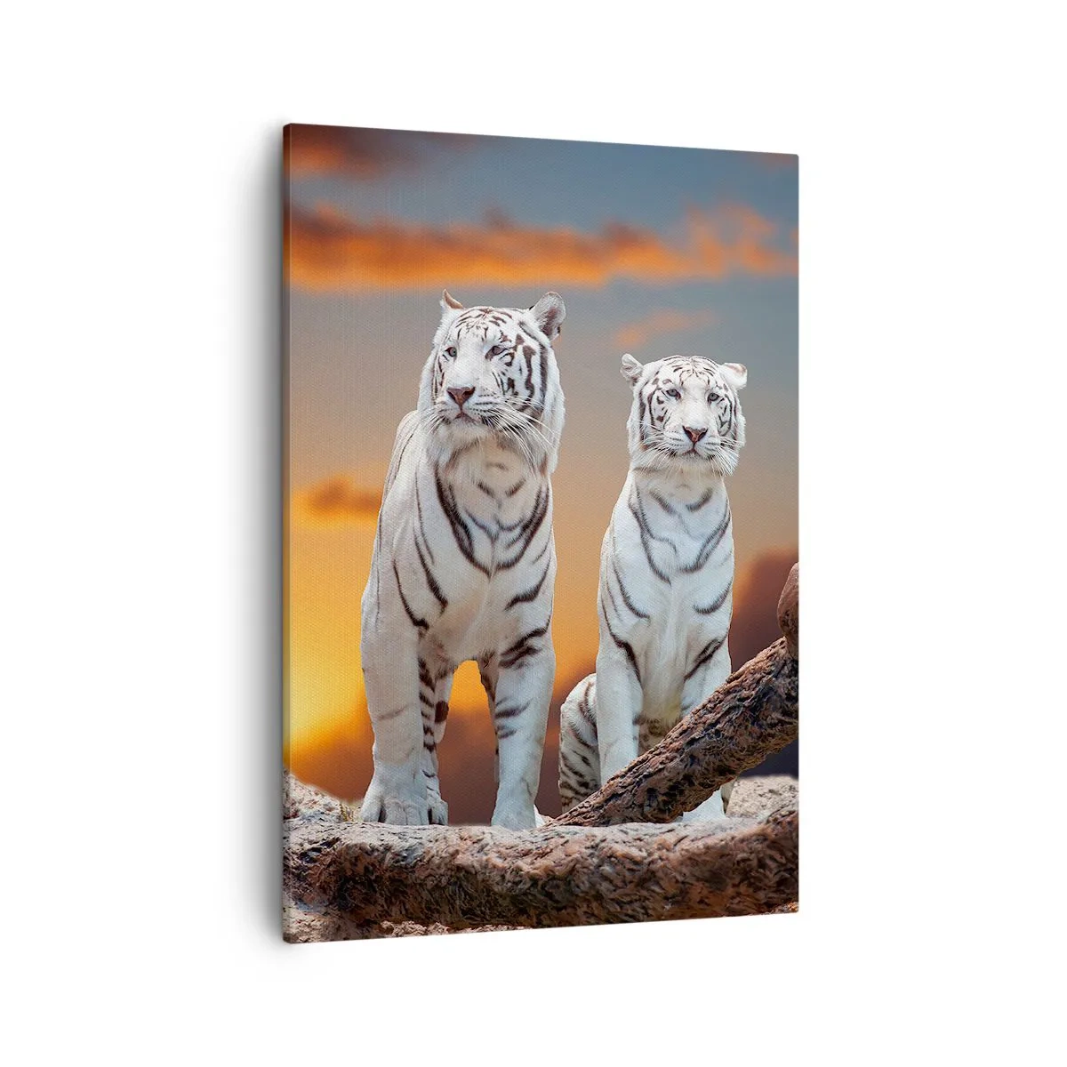 Impression sur toile - Image sur toile - Tigres blancs au soleil couchant sur fond de nature - 50x70cm - Tout comme à Narnia - Décoration murale moderne pour le salon et la chambre ARTTOR