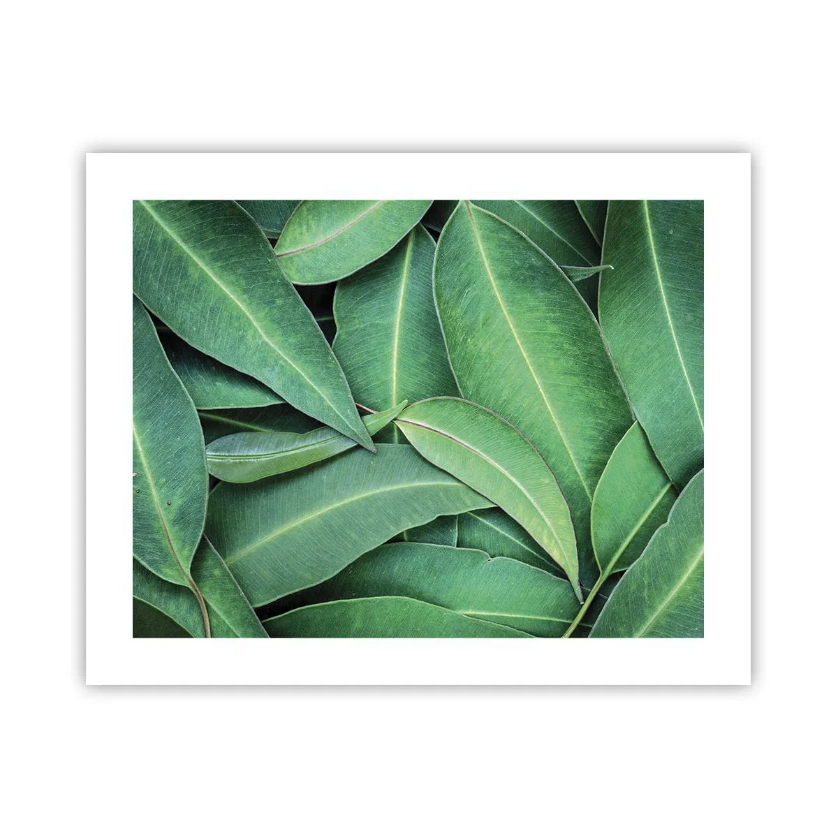 Affiche - Poster - Juteux et frais - 50x40 cm