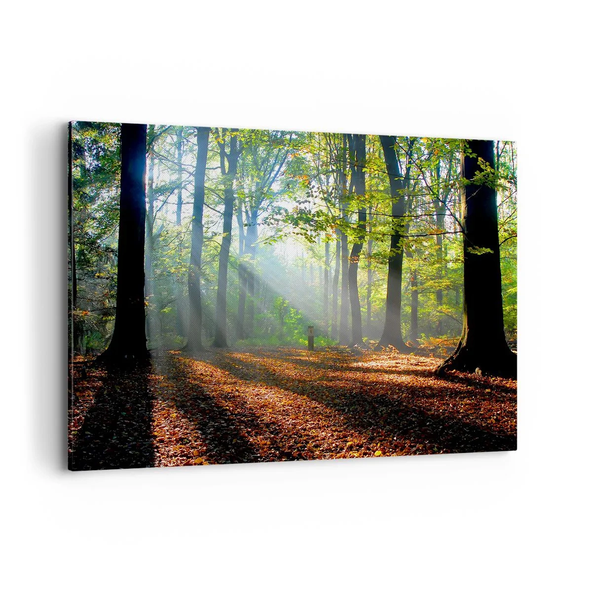 Impression sur toile - Image sur toile - Une clairière forestière illuminée par les rayons du soleil - 100x70cm - Ombres et lumières - Décoration murale moderne pour le salon et la chambre ARTTOR