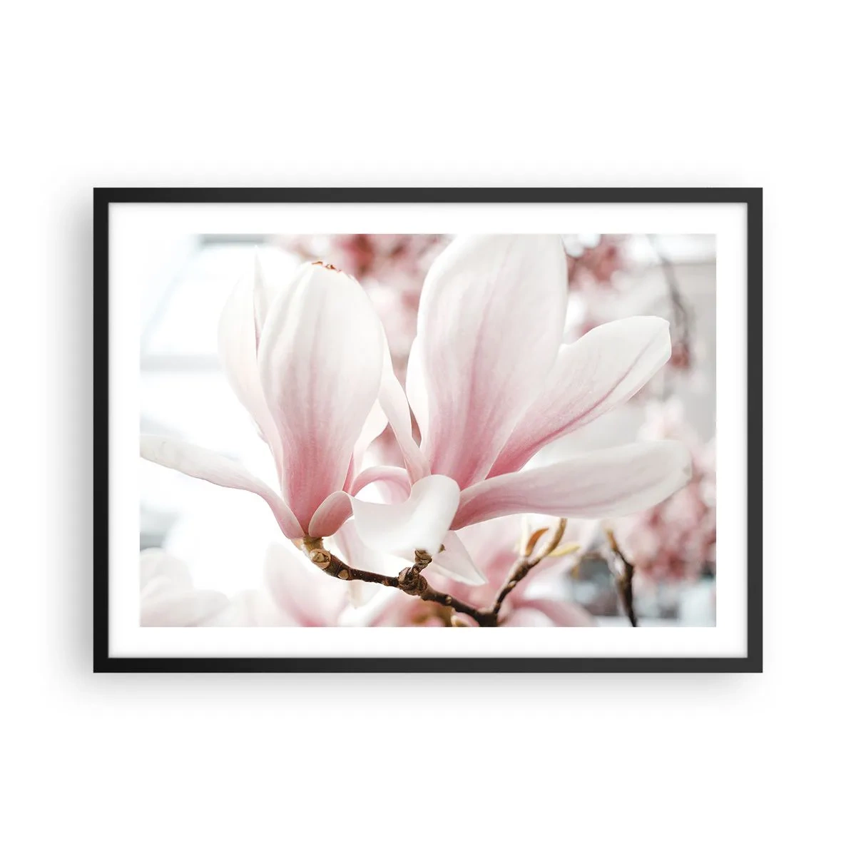 Affiche dans un cadre noir - Poster - Fleurs de magnolia délicates aux tons pastel - 70x50cm - Abondance de tendresse - Décoration murale moderne pour le salon et la chambre ARTTOR