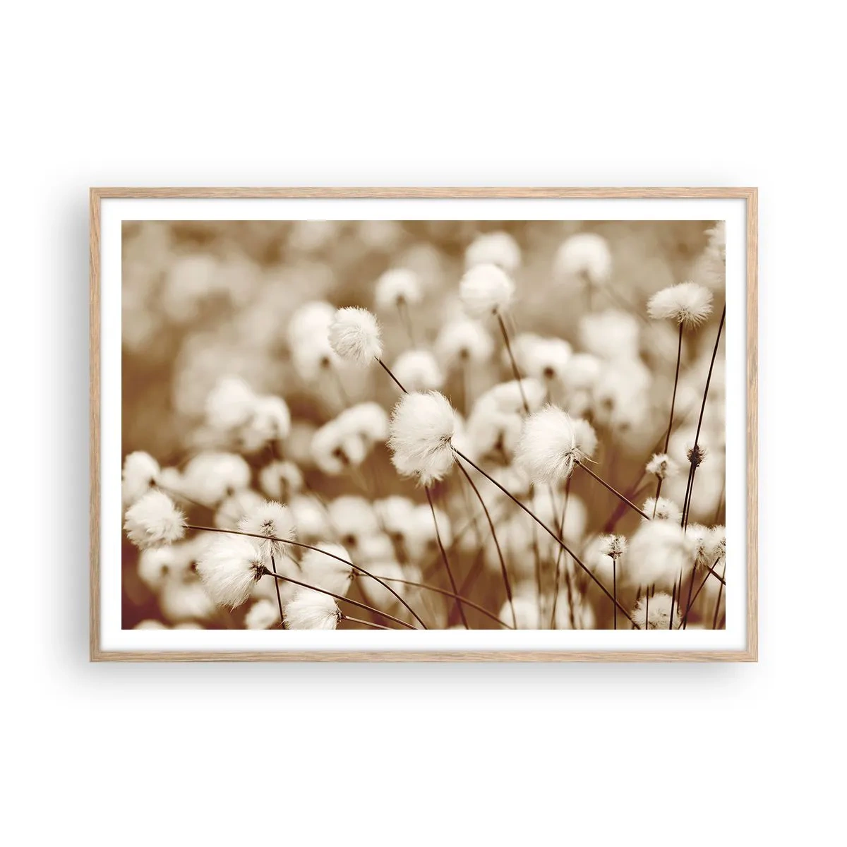 Affiche dans un chêne clair - Poster - Tige moelleuse - 100x70 cm