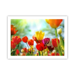 Affiche - Poster - Toutes les couleurs du soleil - 70x50 cm