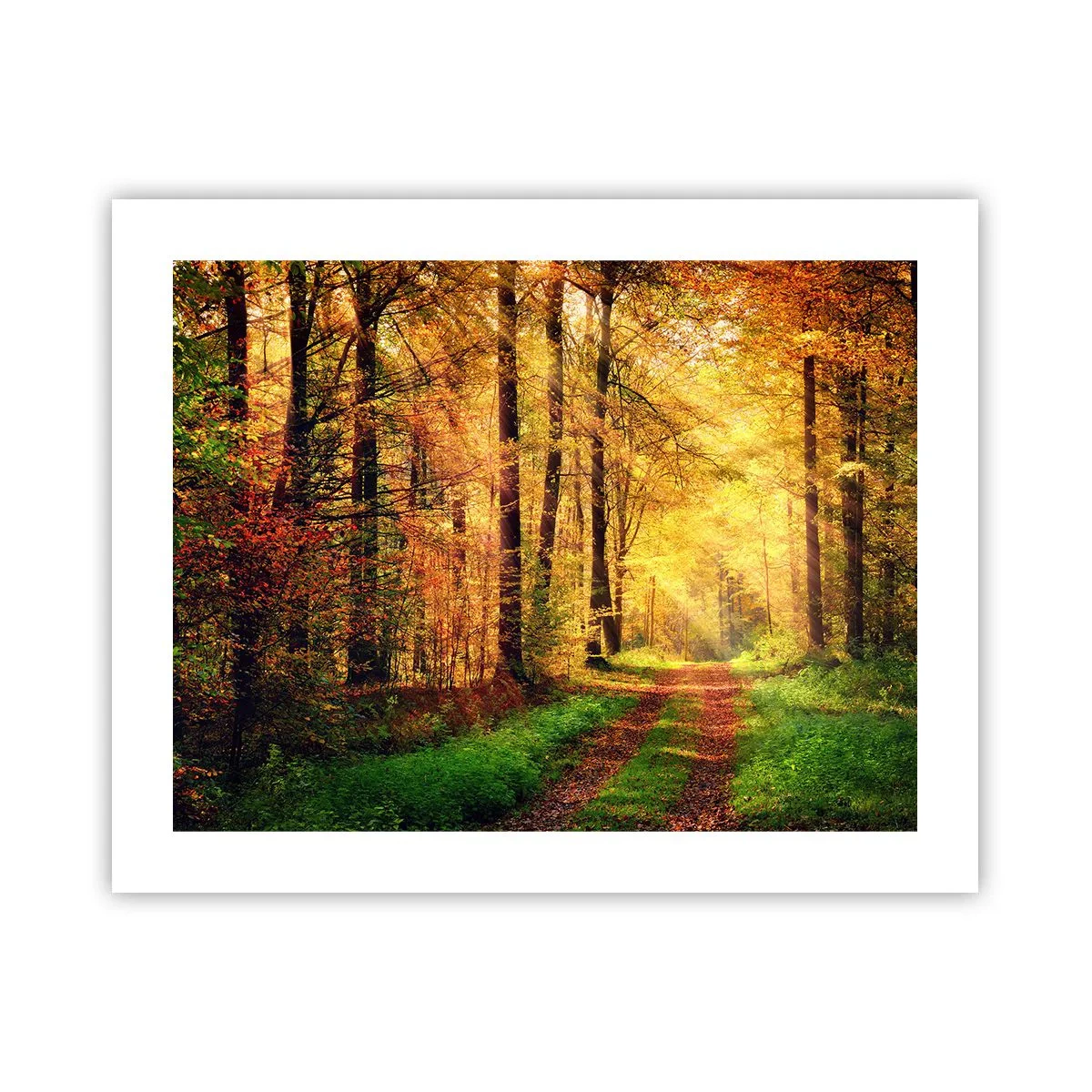 Affiche - Poster - Silence d'or en forêt - 50x40 cm