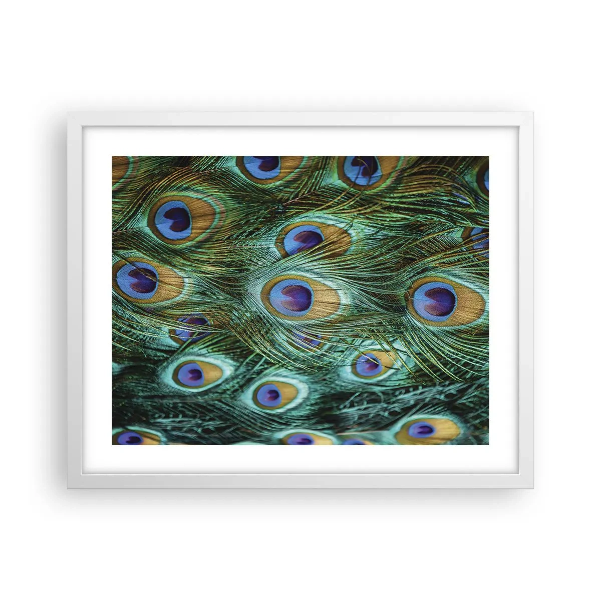 Affiche dans un cadre blanc - Poster - Un regard de paon - 50x40 cm