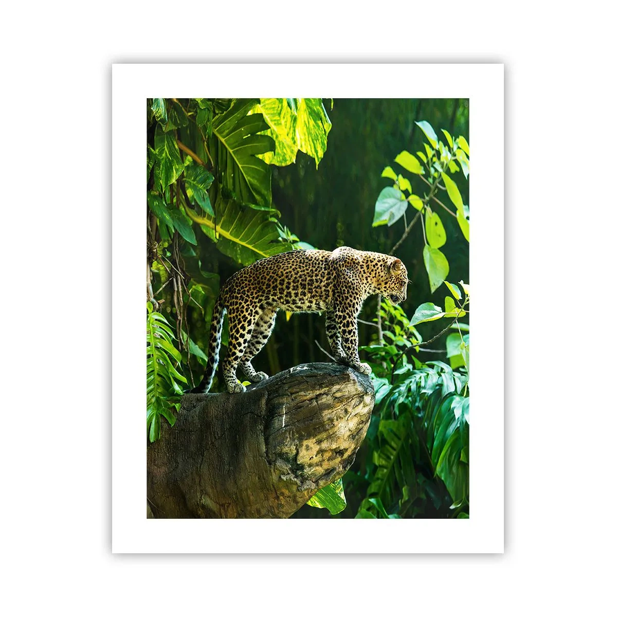 Affiche - Poster - À la chasse? - 40x50 cm
