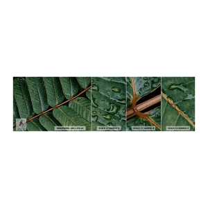 Échantillon de Papier Peint Premium Sand - Au rythme de la verdure - Feuilles vertes, Plante tropicale, Morceau - 100x30 cm