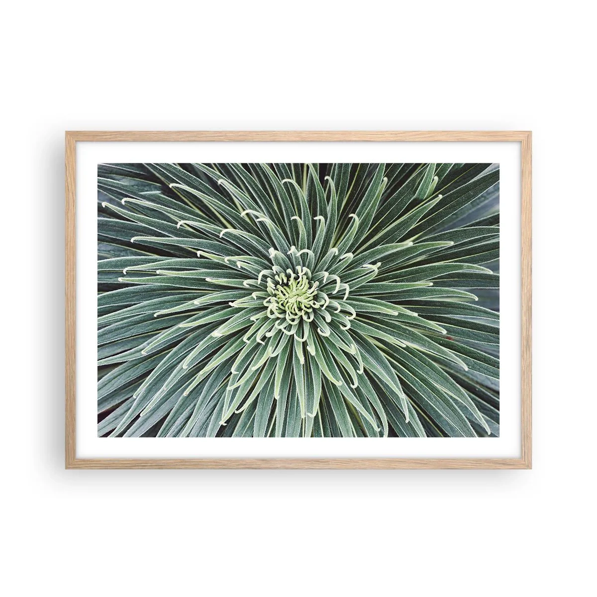 Affiche dans un chêne clair - Poster - Naissance d'une étoile - 70x50 cm