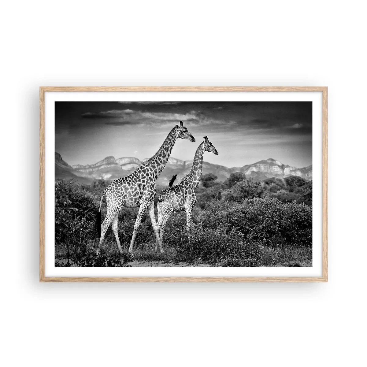 Affiche dans un chêne clair - Poster - Hautes sphères en Afrique - 91x61 cm