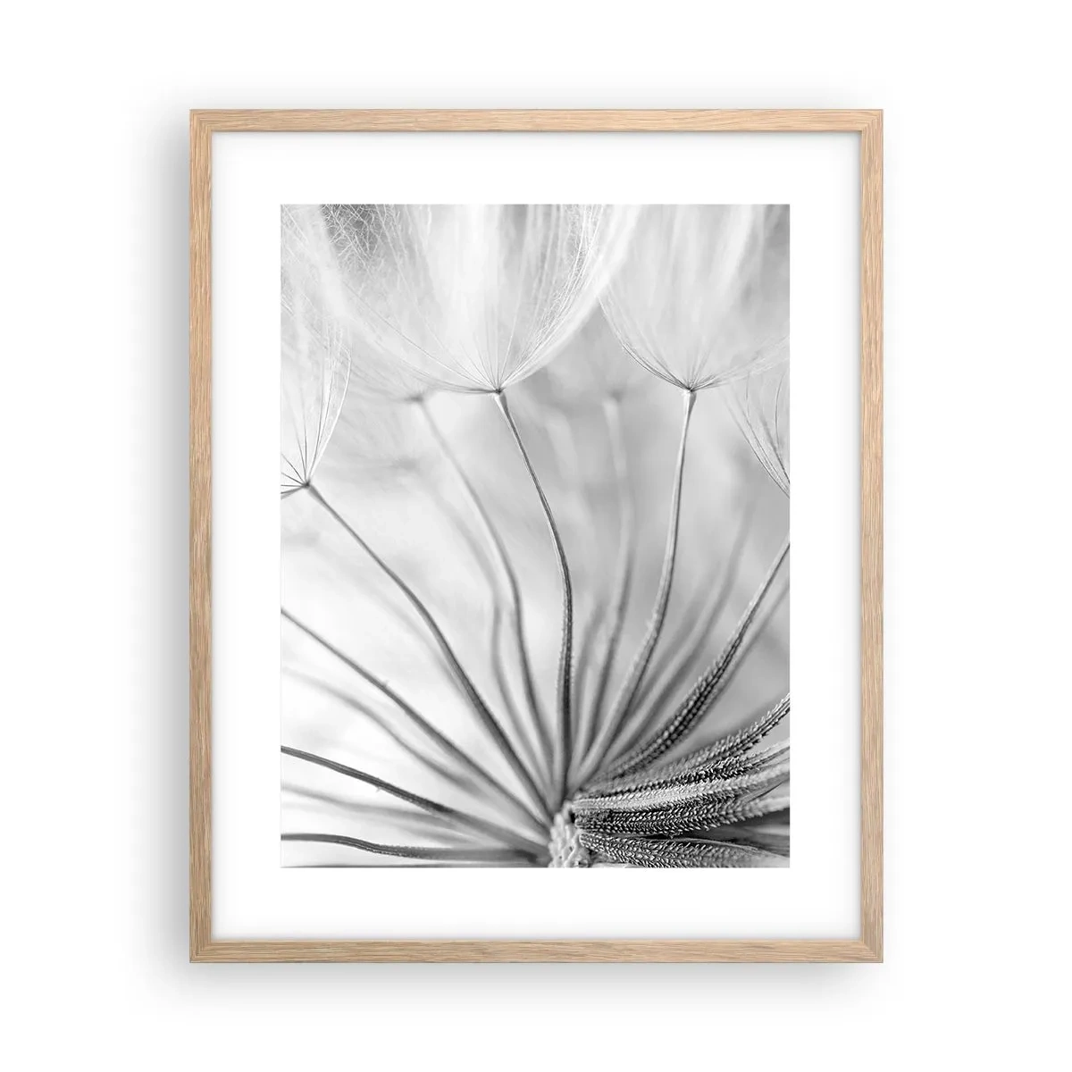 Affiche dans un chêne clair - Poster - Aigrette avant son envol - 40x50 cm