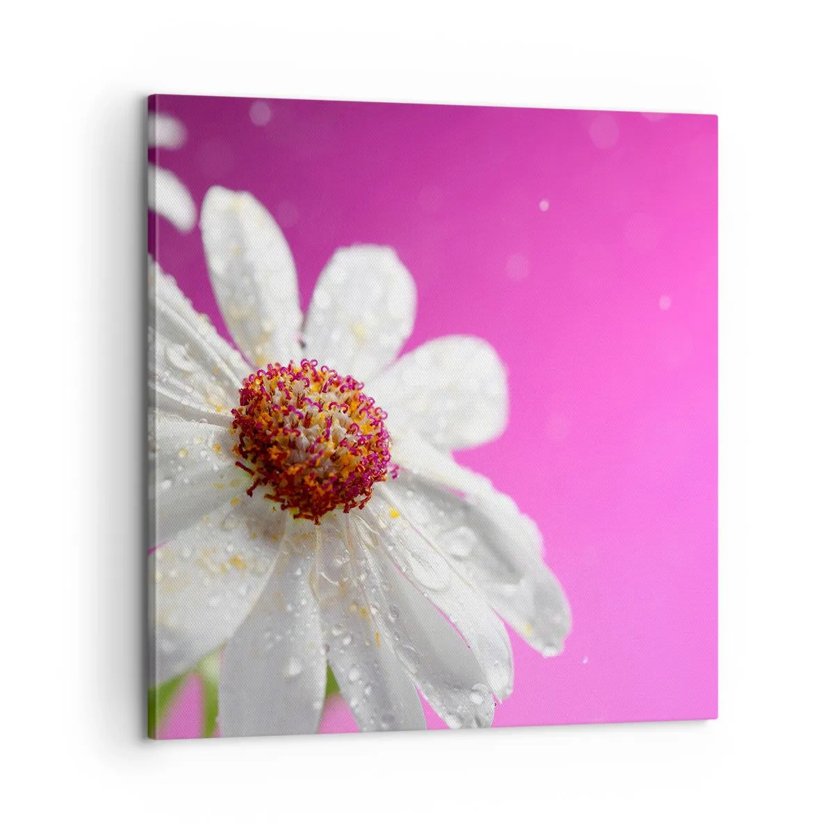 Impression sur toile - Image sur toile - Modeste dans sa beauté - 60x60 cm