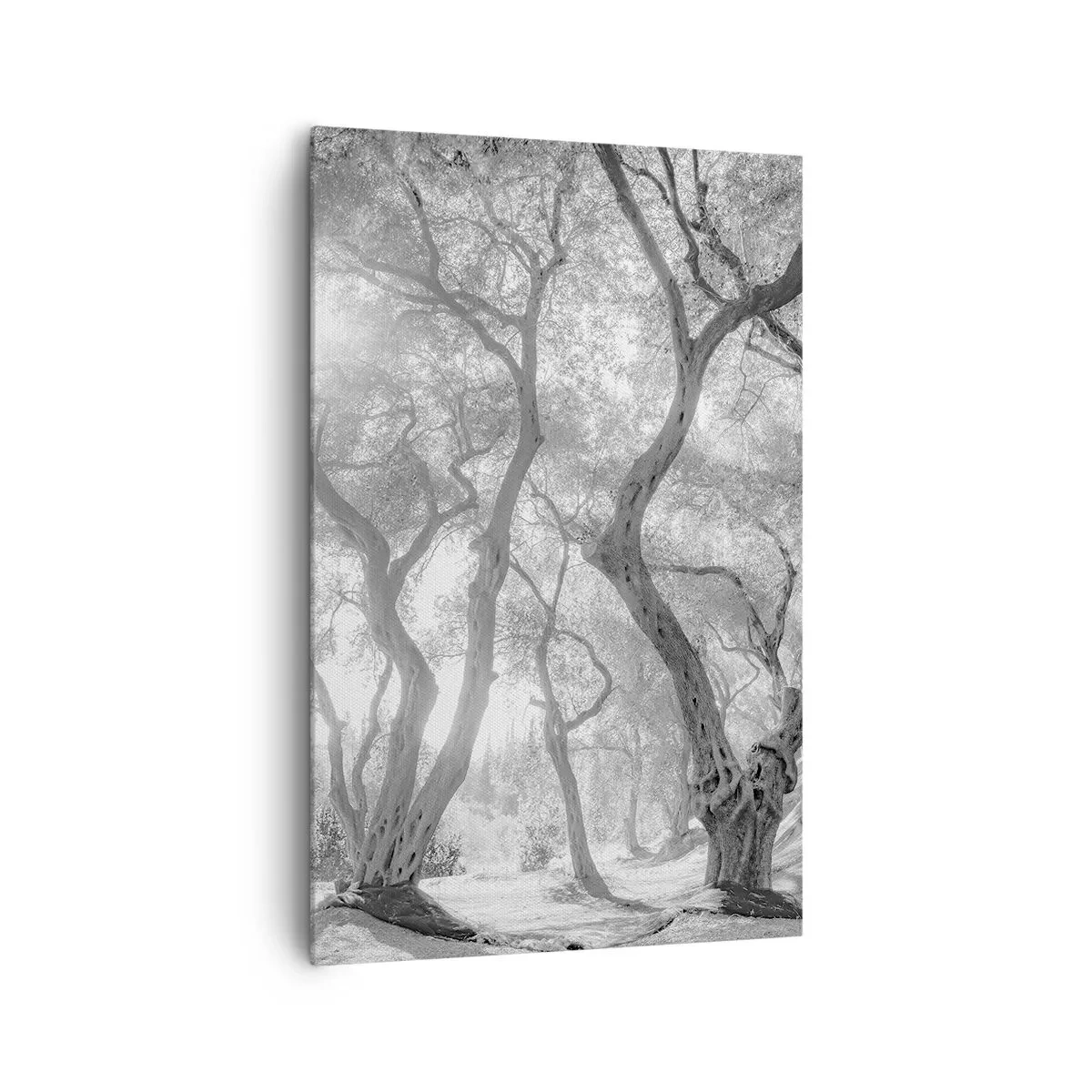 Impression sur toile - Image sur toile - Vue en noir et blanc d'arbres dans une oliveraie avec des rayons de soleil - 80x120cm - Dans l'oliveraie - Décoration murale moderne pour le salon et la chambre ARTTOR