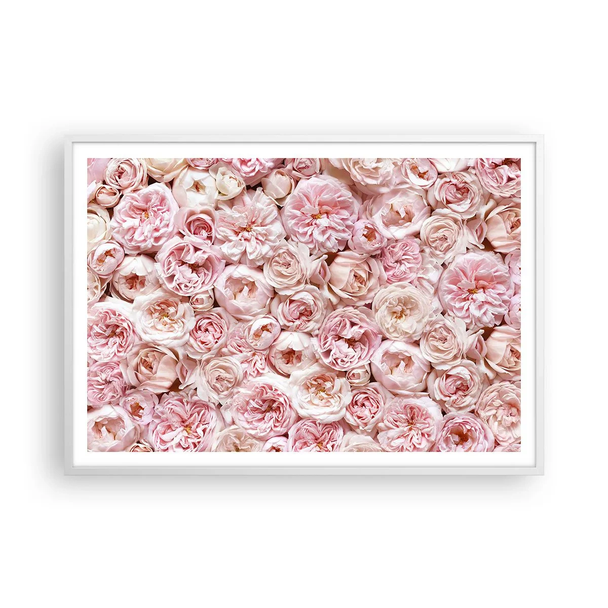 Affiche dans un cadre blanc - Poster - Un lit de roses - 100x70 cm