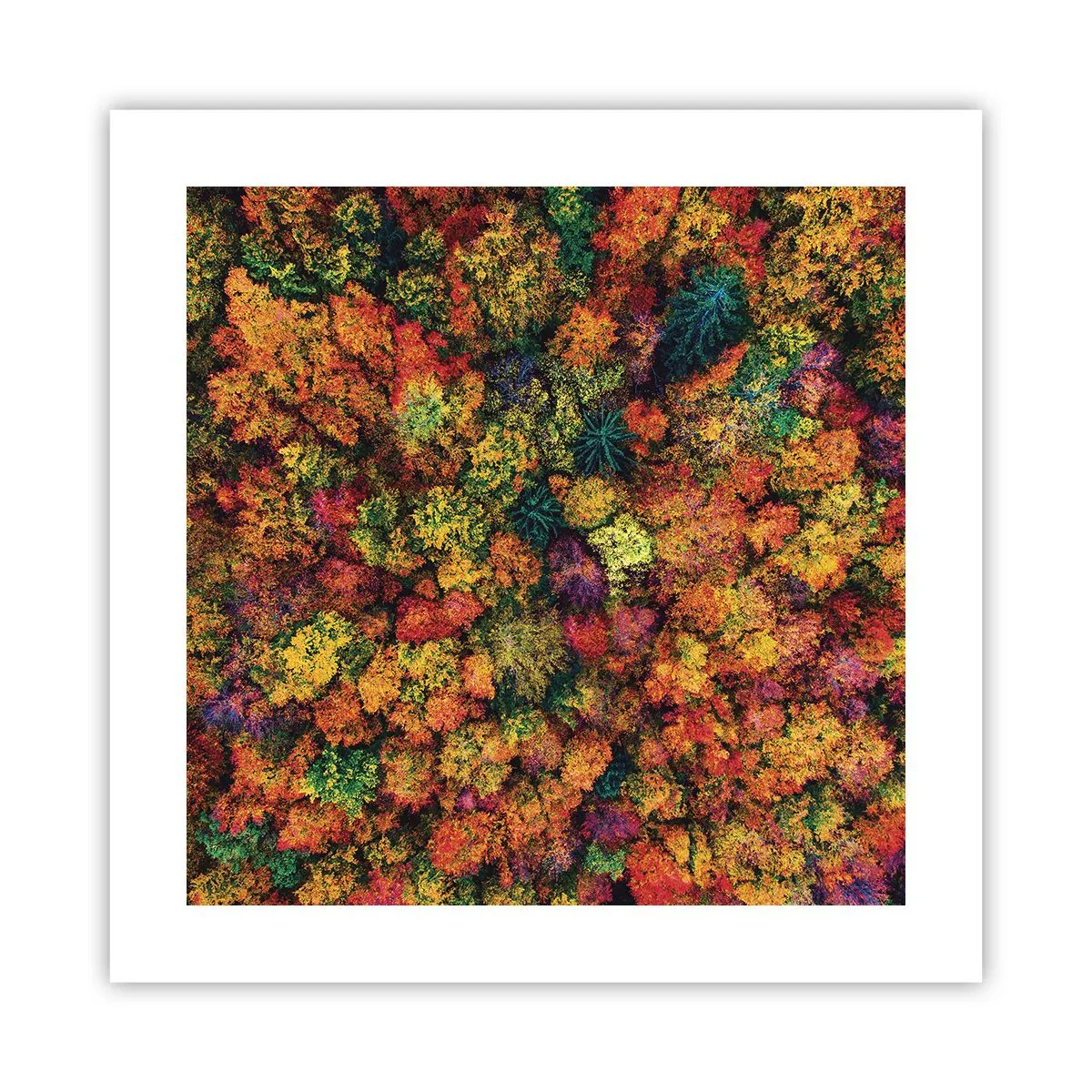 Affiche - Poster - Bouquet d'arbres automnal - 40x40 cm