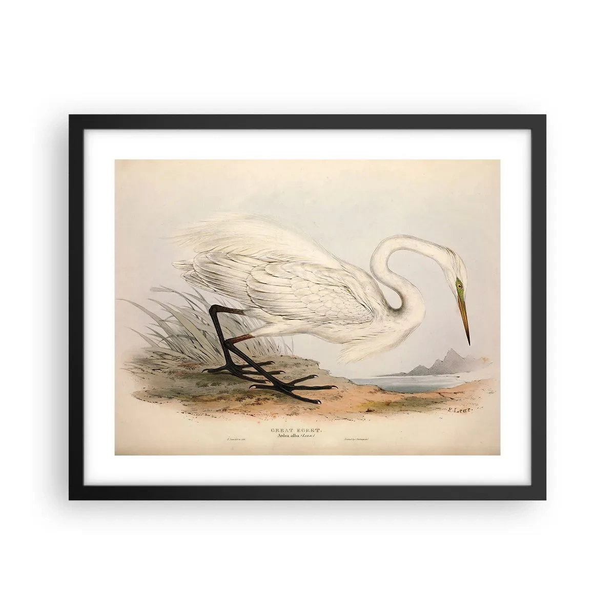 Affiche dans un cadre noir - Poster - Dame sur les joncs - 50x40 cm