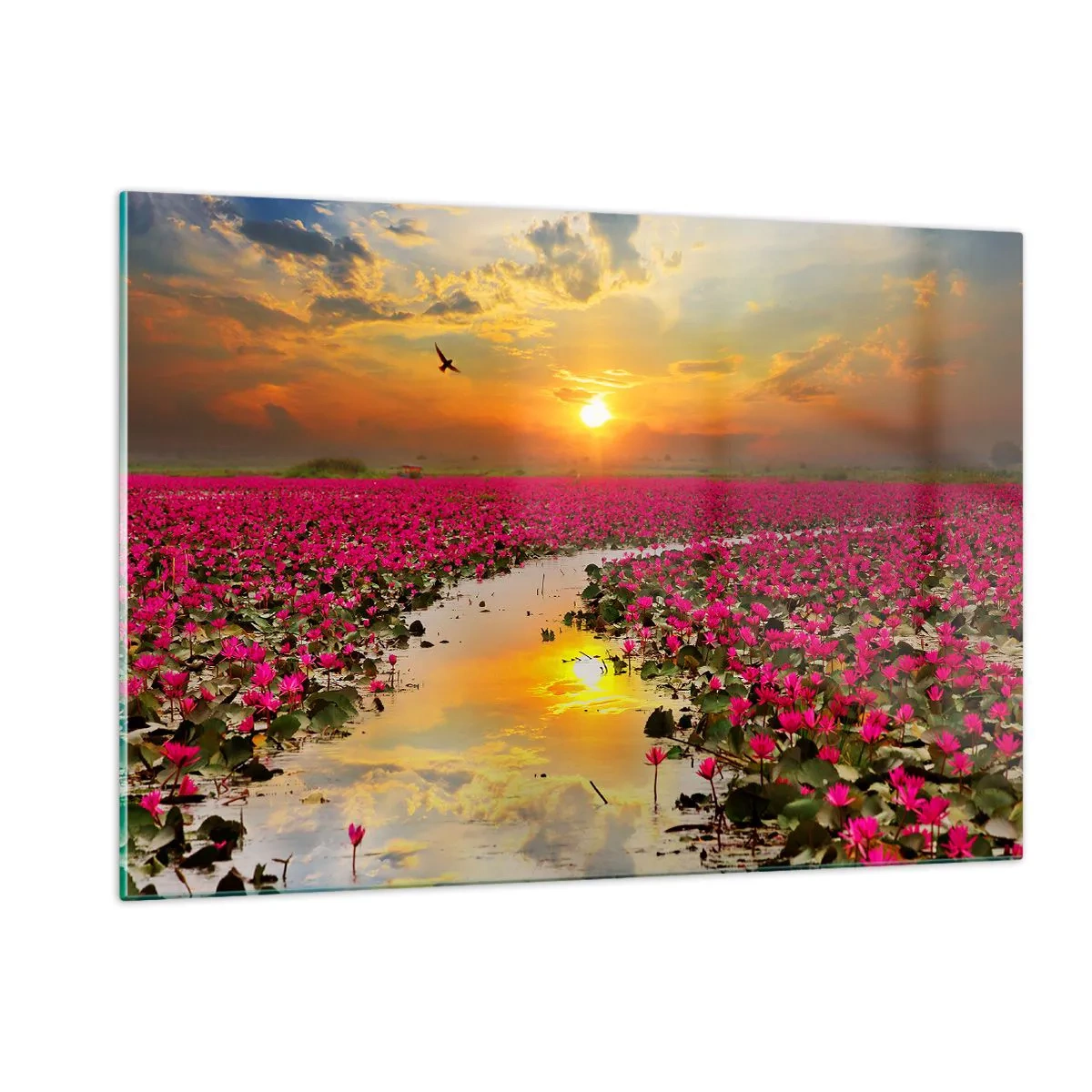 Impression sur verre - Image sur verre - Nénuphars roses sur un lac au coucher du soleil - 120x80cm - La vie secrète du lac - Décoration murale moderne pour le salon et la chambre ARTTOR