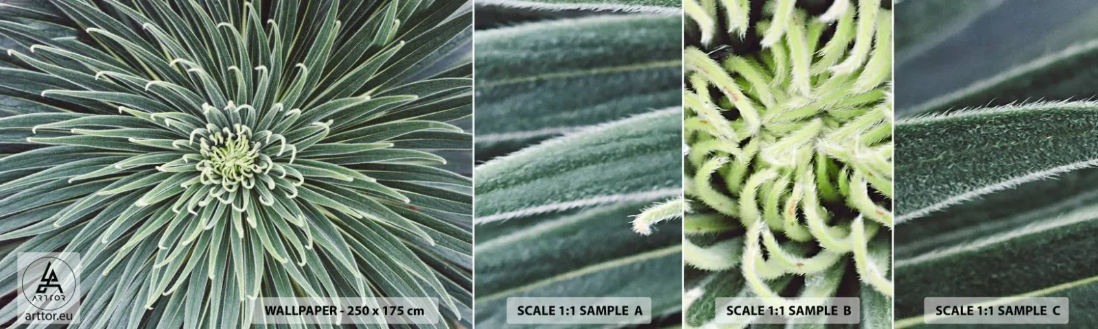 Échantillon de Papier Peint Autocollant Deluxe Sticker - Naissance d'une étoile - Fleur d'agave, Agave, Fleurs - 100x30 cm