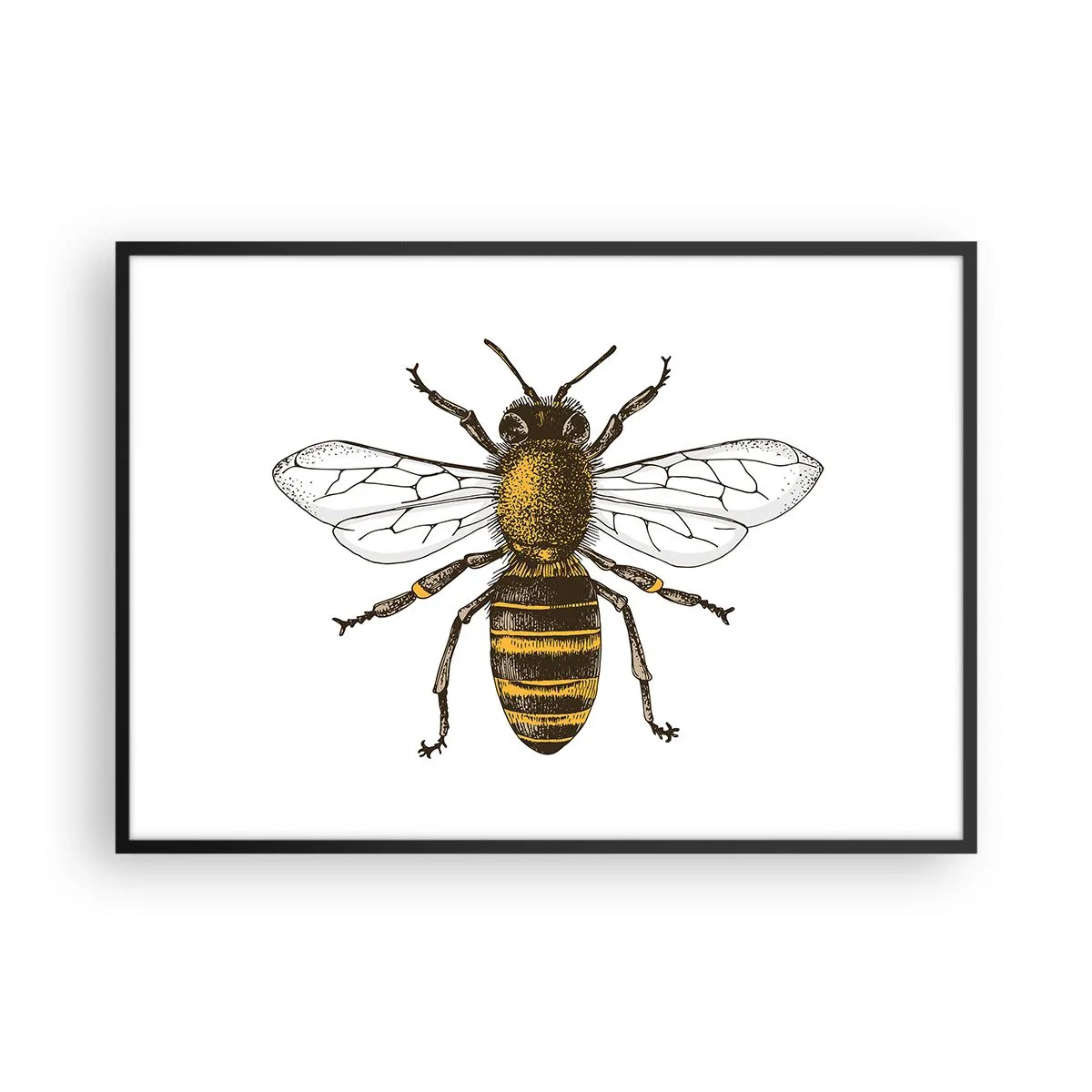 Affiche dans un cadre noir - Poster - Illustration détaillée d'une abeille sur fond blanc - 100x70cm - Belle et bonne - Décoration murale moderne pour le salon et la chambre ARTTOR