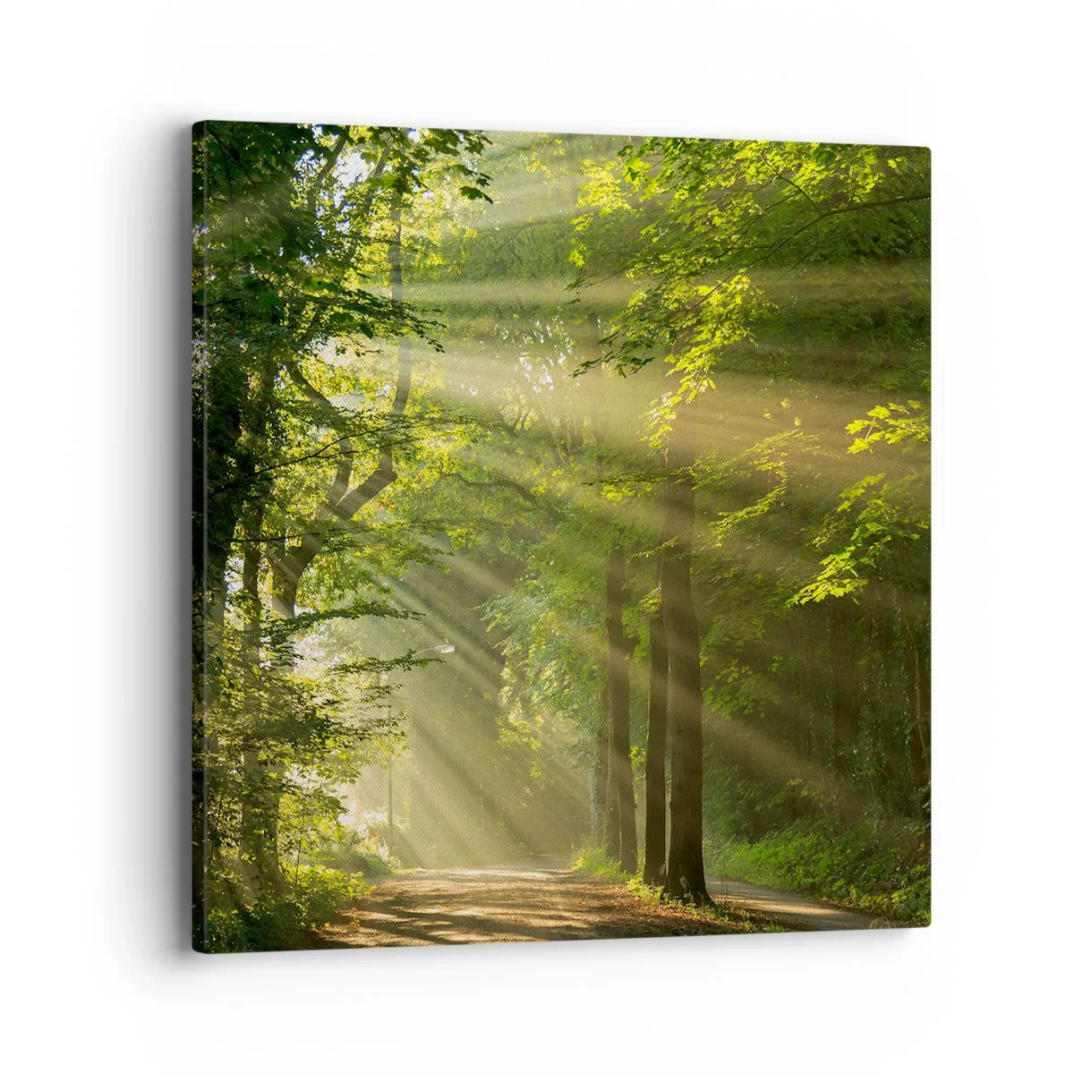Impression sur toile - Image sur toile - Moment de forêt - 40x40 cm