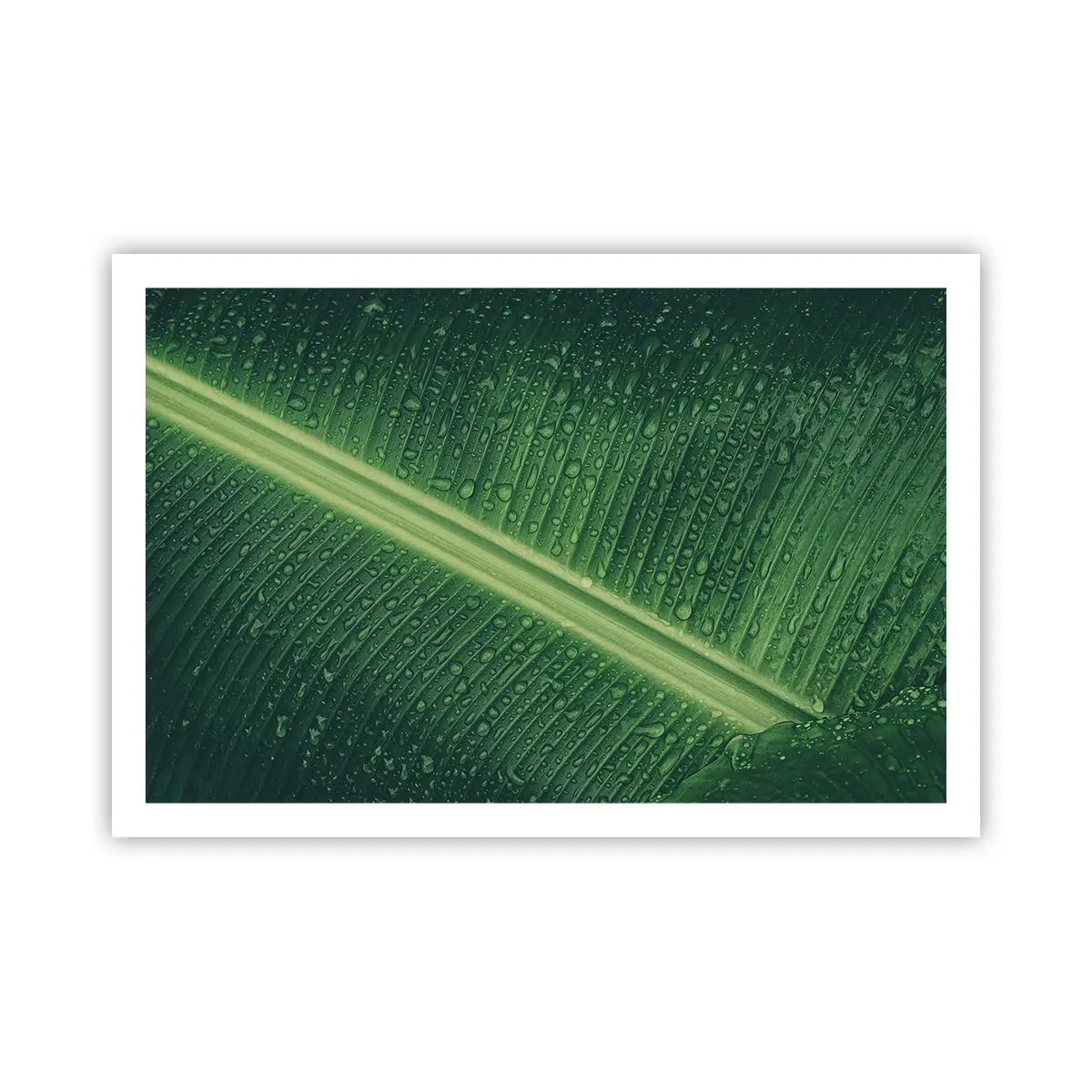 Affiche - Poster - Structure de vert - 91x61 cm