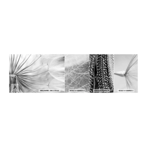 Échantillon de Papier Peint Autocollant Deluxe Sticker - Aigrette avant son envol - Minimalisme, Délicat, Fleur - 100x30 cm
