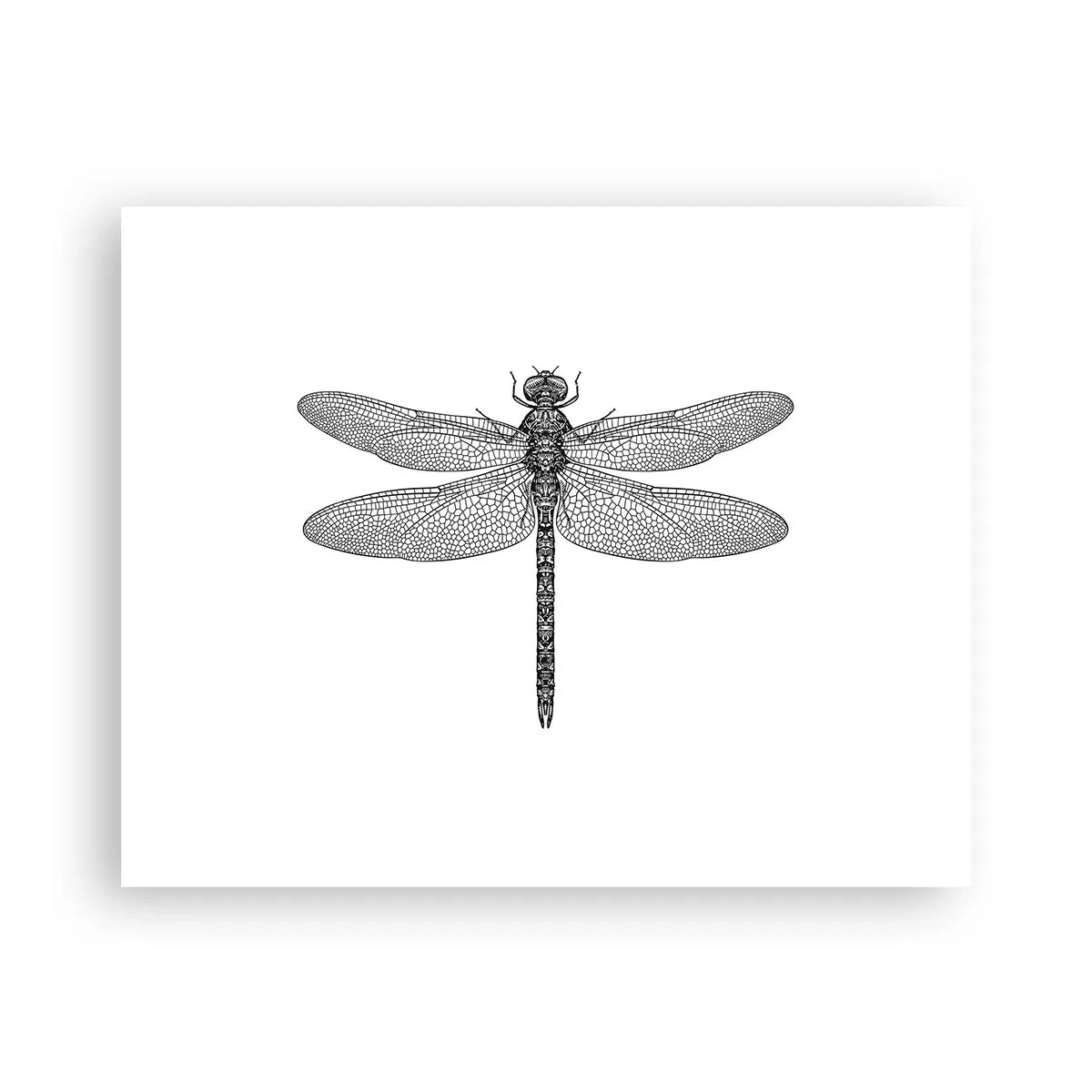 Affiche - Poster - Précision de la nature - 50x40 cm