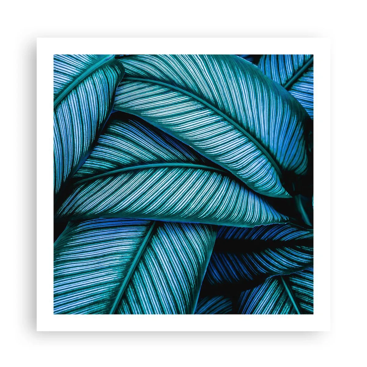 Affiche - Poster - Lignes de vie - 60x60 cm