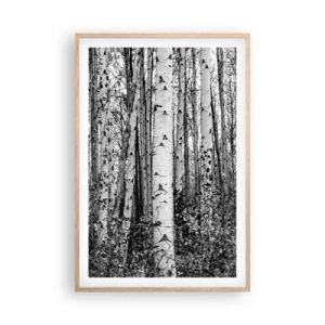 Affiche dans un chêne clair - Poster - Enchevêtrement de bouleau - 61x91 cm