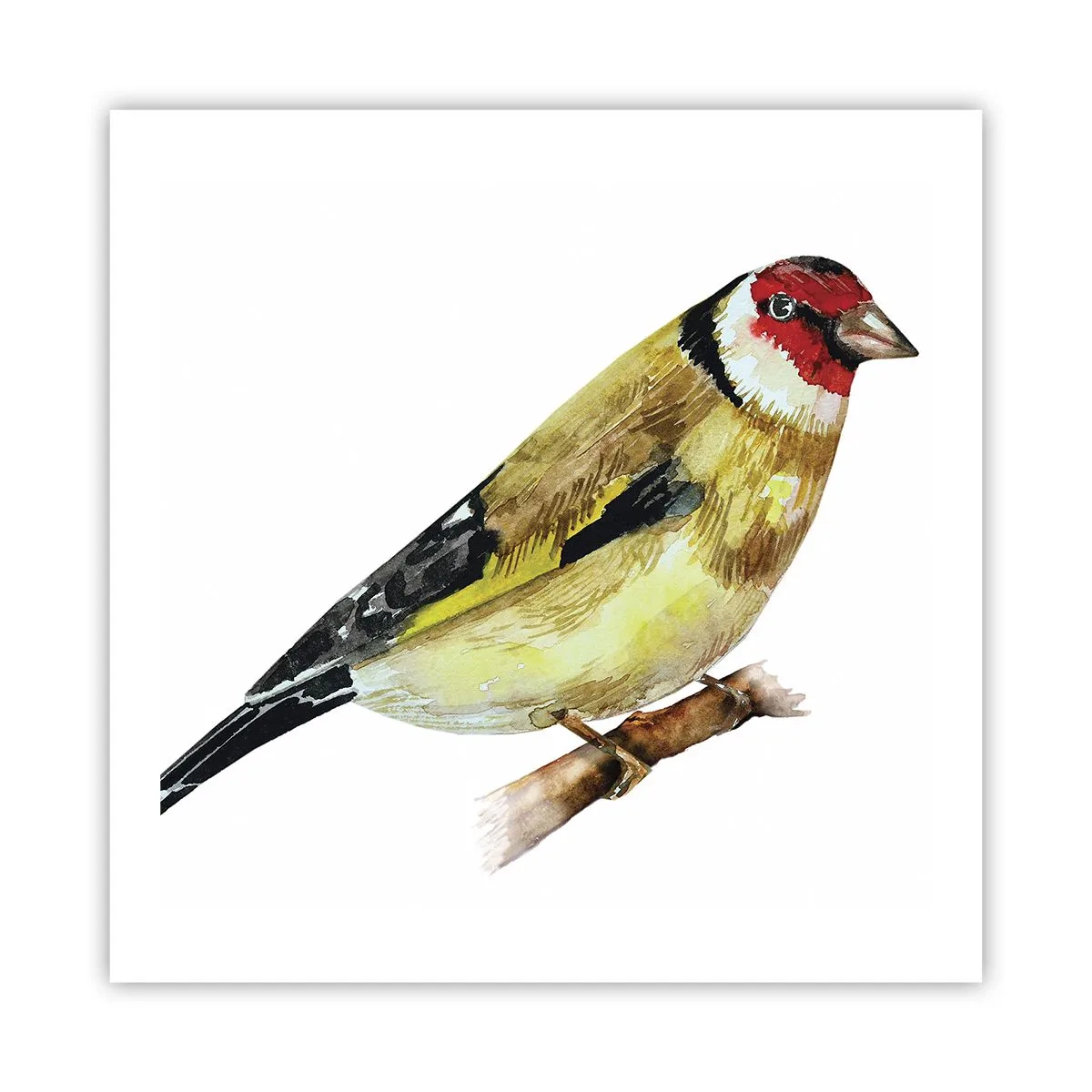 Affiche - Poster - Portrait d'oiseau - 60x60 cm