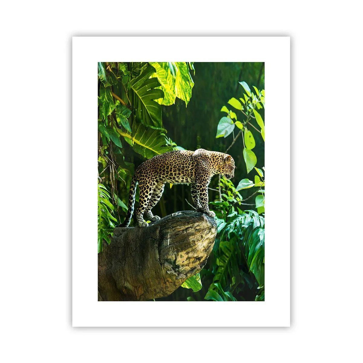 Affiche - Poster - À la chasse? - 30x40 cm