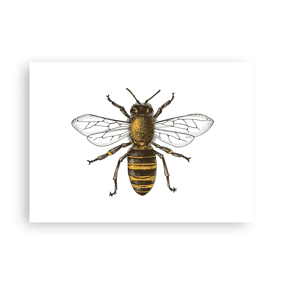 Affiche - Poster - Belle et bonne - 70x50 cm