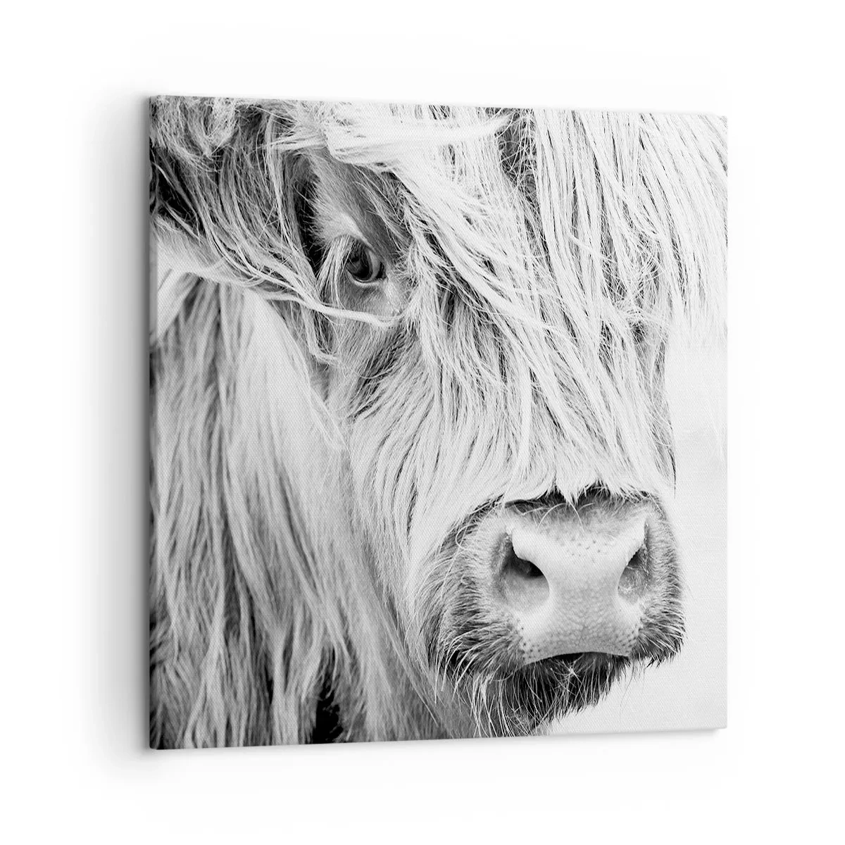 Impression sur toile - Image sur toile - Sauvagerie écossaise - 50x50 cm