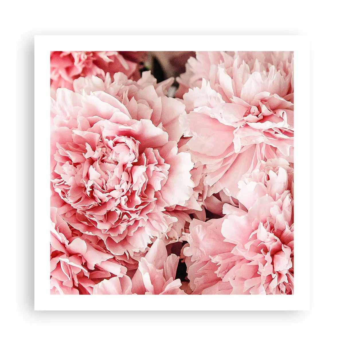 Affiche - Poster - Rêve rose - 60x60 cm