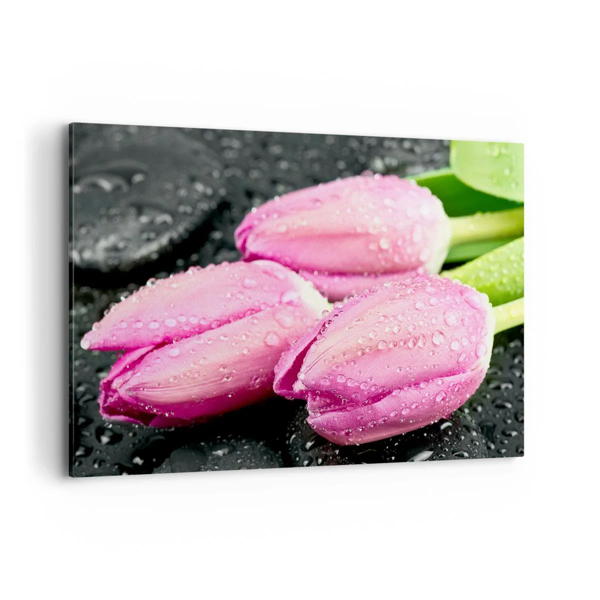 Impression sur toile - Image sur toile - Trois tulipes roses avec des gouttes d'eau sur fond noir - 120x80cm - Lilas trois sur une pierre noire - Décoration murale moderne pour le salon et la chambre ARTTOR