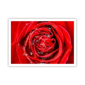 Affiche - Poster - Gros plan d'une rose rouge avec des gouttes d'eau sur les pétales - 100x70cm - Dans les gouttes de rosée - Décoration murale moderne pour le salon et la chambre ARTTOR