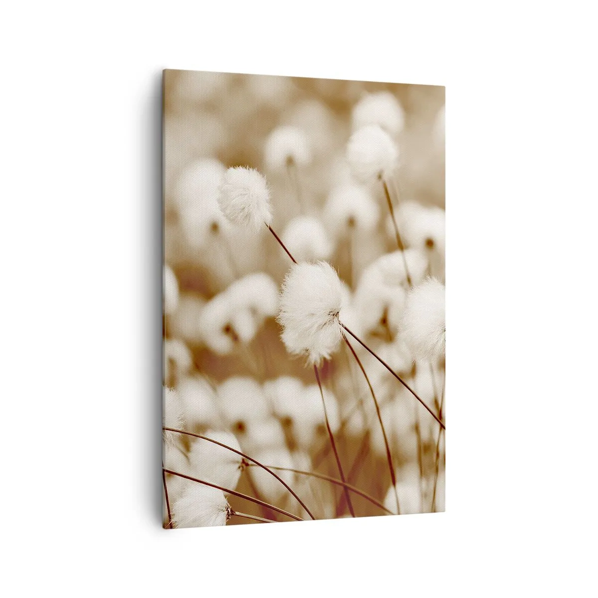 Impression sur toile - Image sur toile - Un champ de plantes délicates aux tons sépia - 70x100cm - Tige moelleuse - Décoration murale moderne pour le salon et la chambre ARTTOR