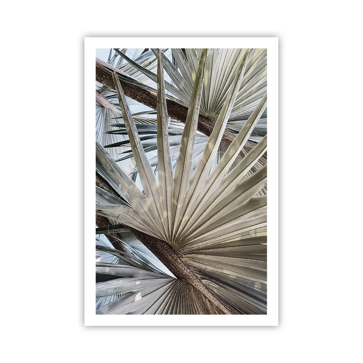 Affiche - Poster - Evantail sous les tropiques - 61x91 cm