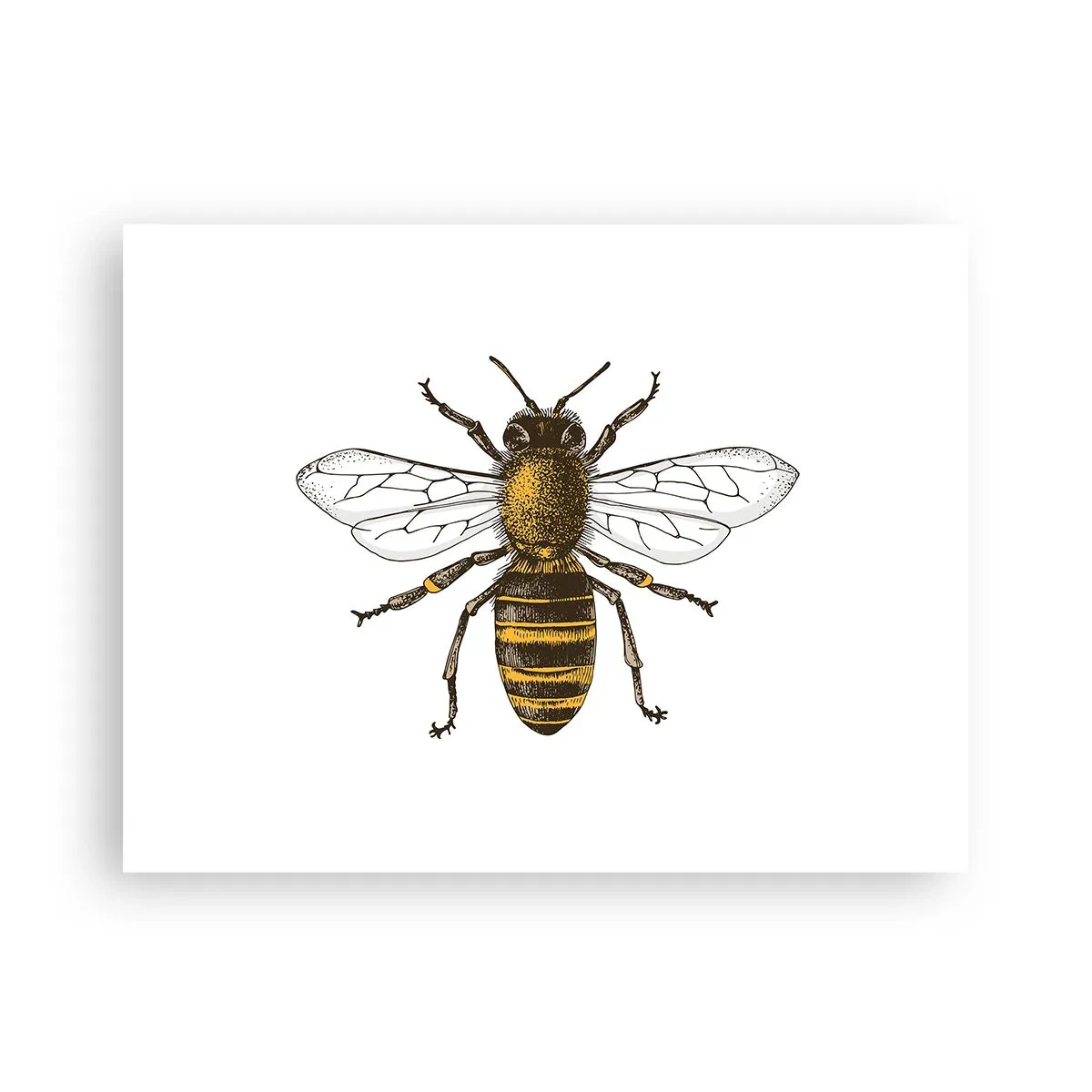 Affiche - Poster - Belle et bonne - 40x30 cm