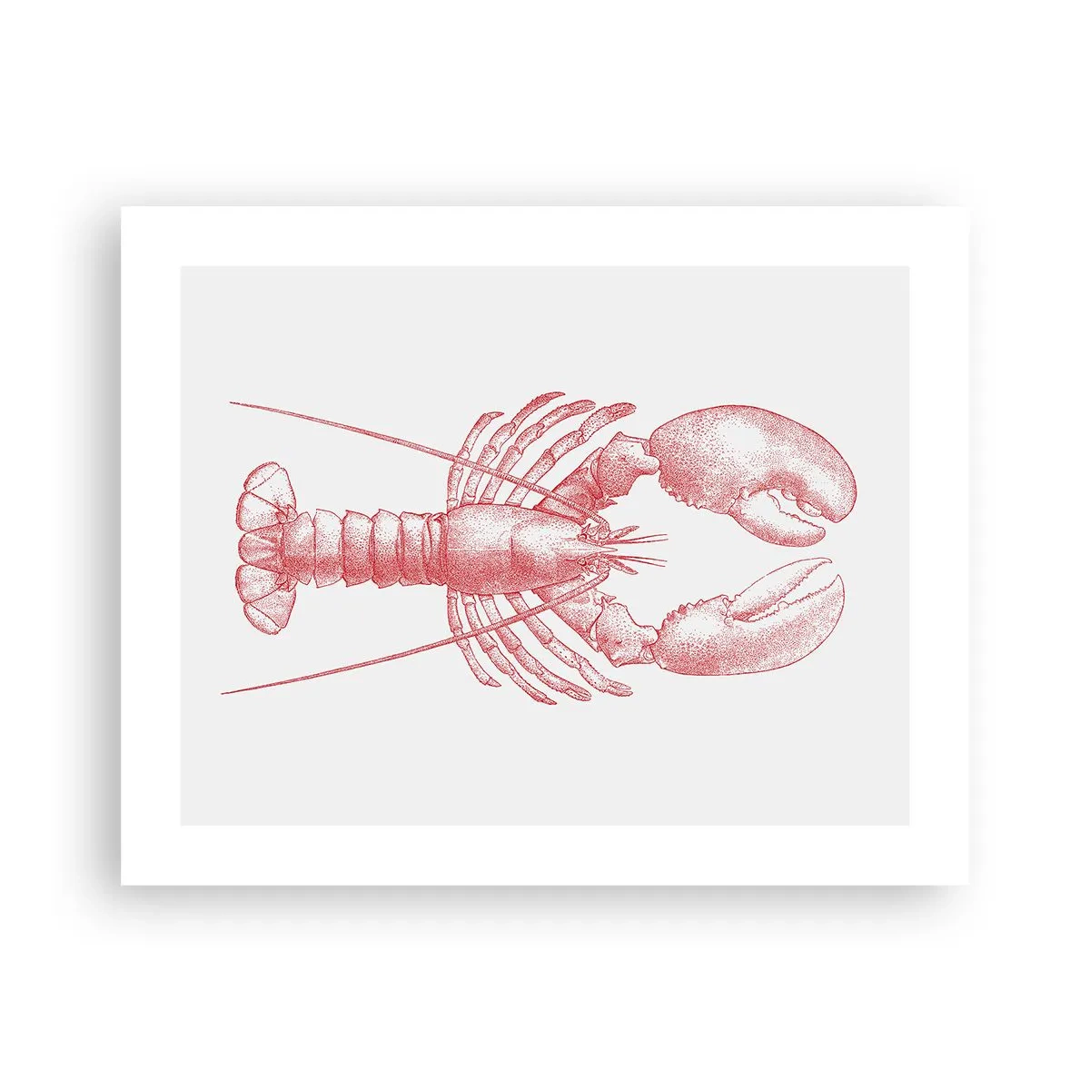 Affiche - Poster - Un homard digne d'Homère - 50x40 cm