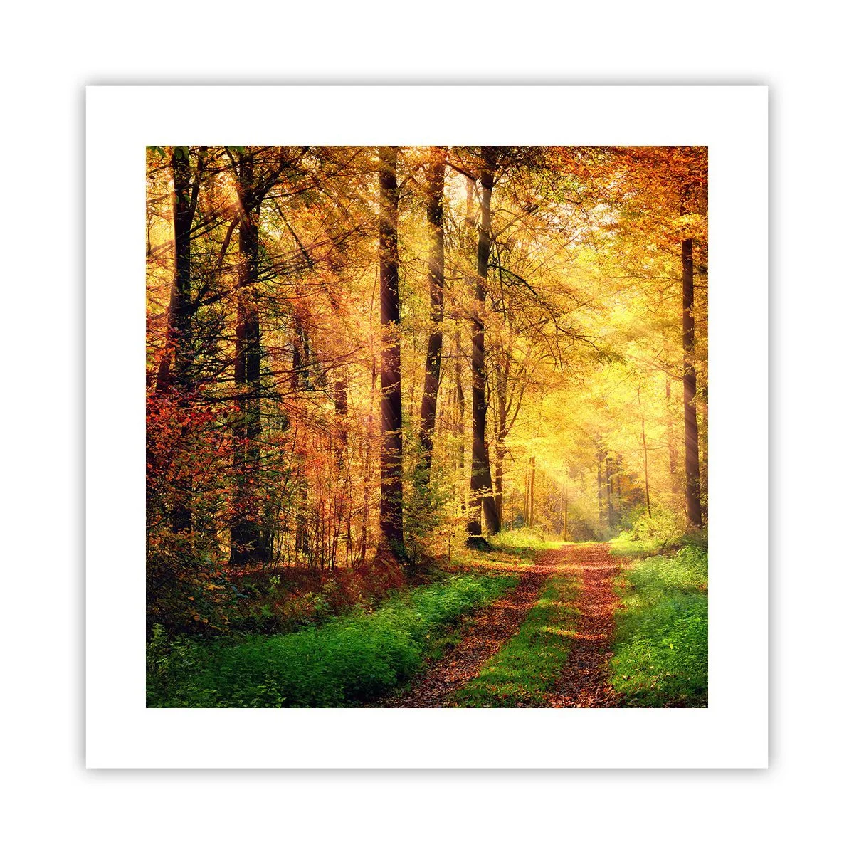 Affiche - Poster - Silence d'or en forêt - 40x40 cm