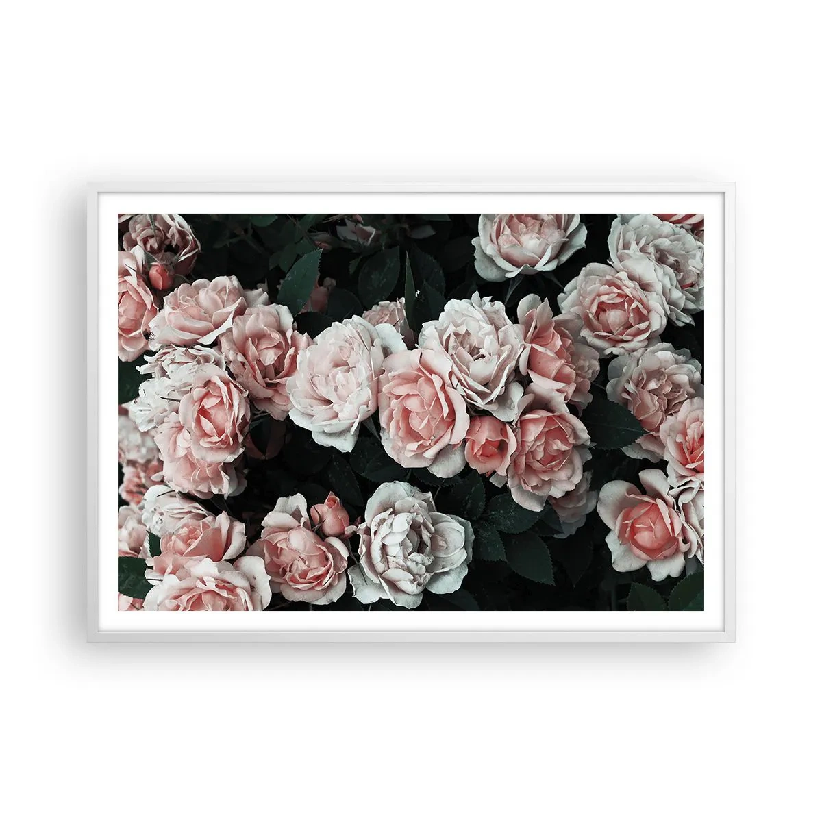 Affiche dans un cadre blanc - Poster - Ensemble de rose - 100x70 cm