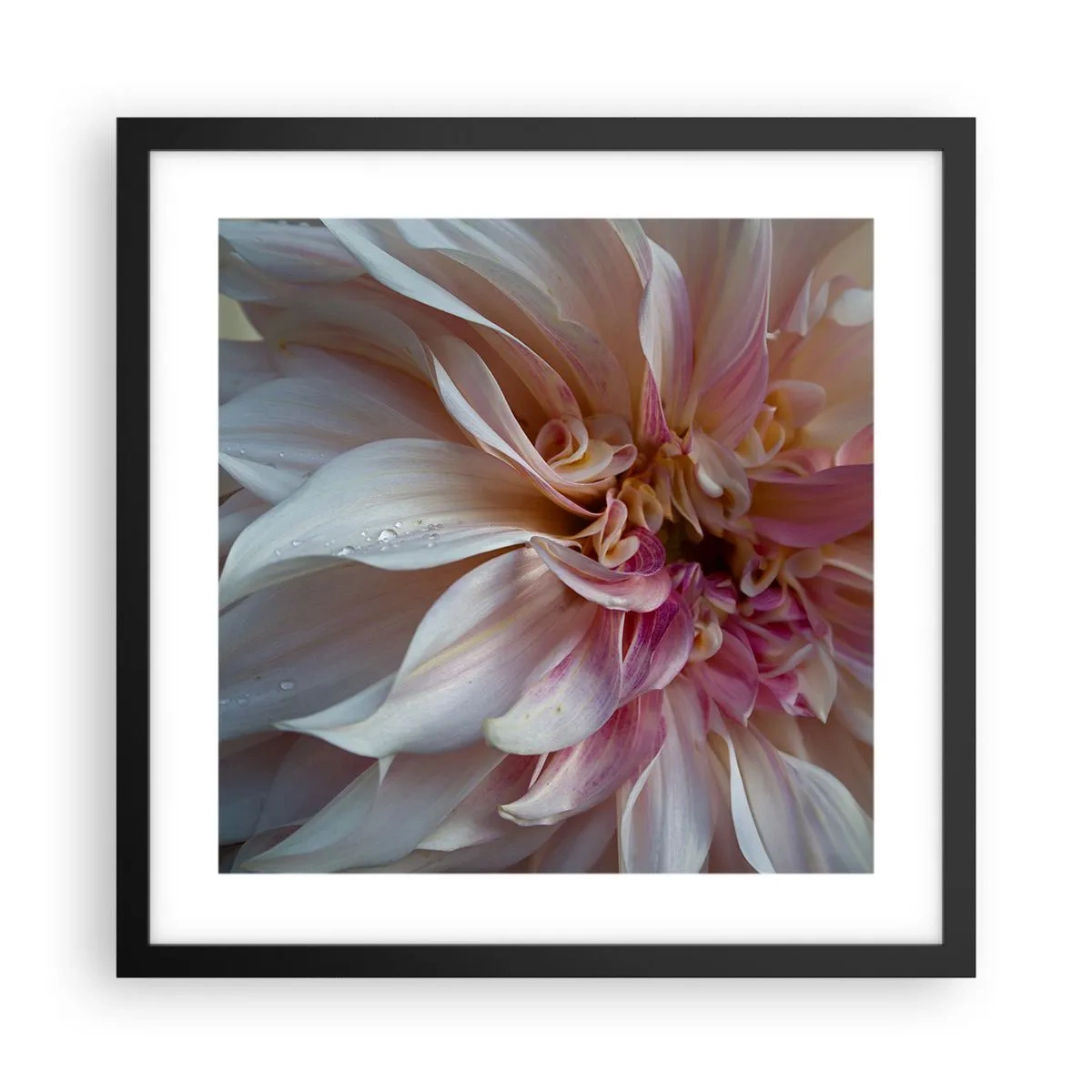 Affiche dans un cadre noir - Poster - Fraîcheur fleurissante - 40x40 cm