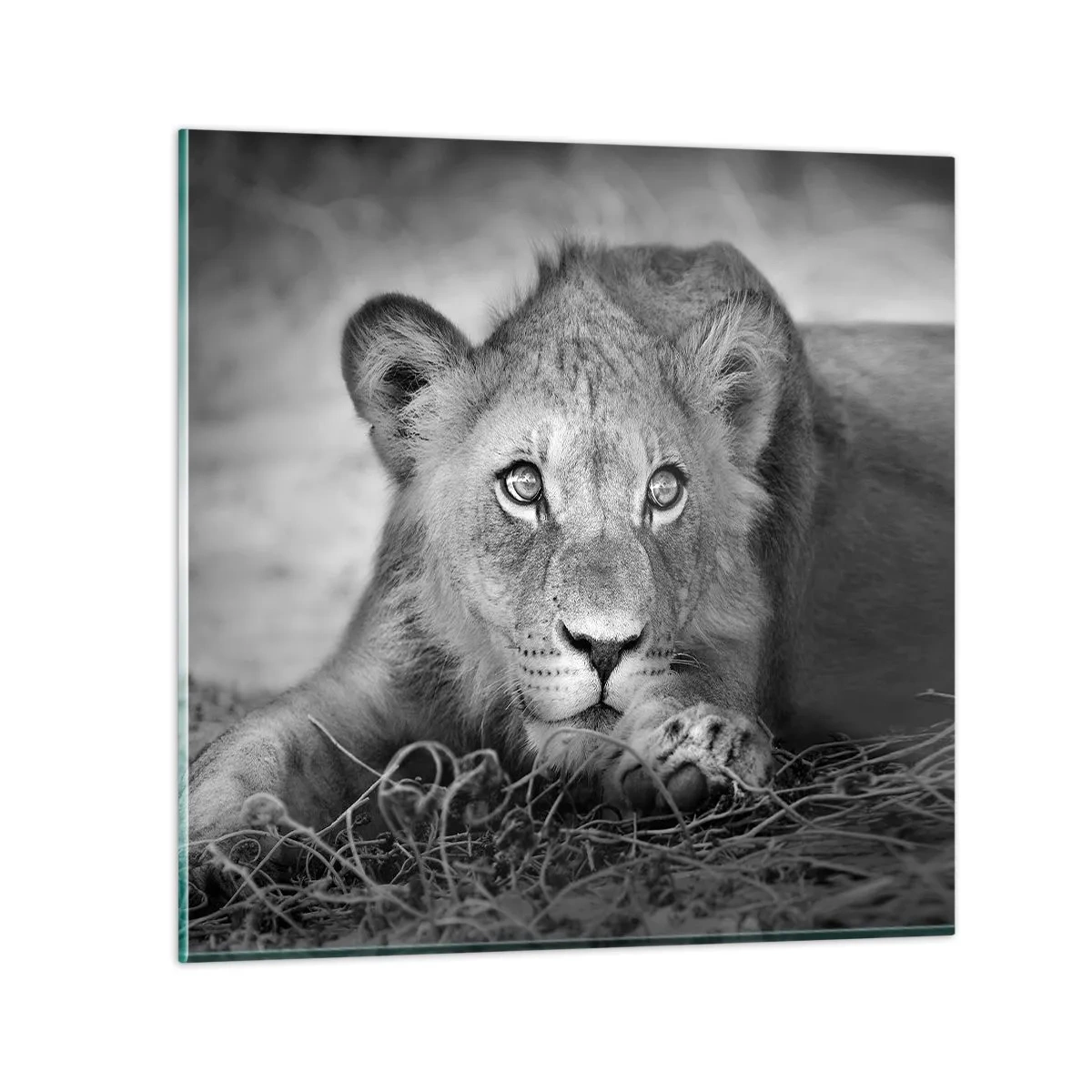 Impression sur verre - Image sur verre - Chiot royal - 30x30 cm