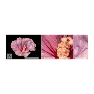 Échantillon de Papier Peint Autocollant Deluxe Sticker - Directement au coeur - Fleur, Morceau, Graphique - 100x30 cm