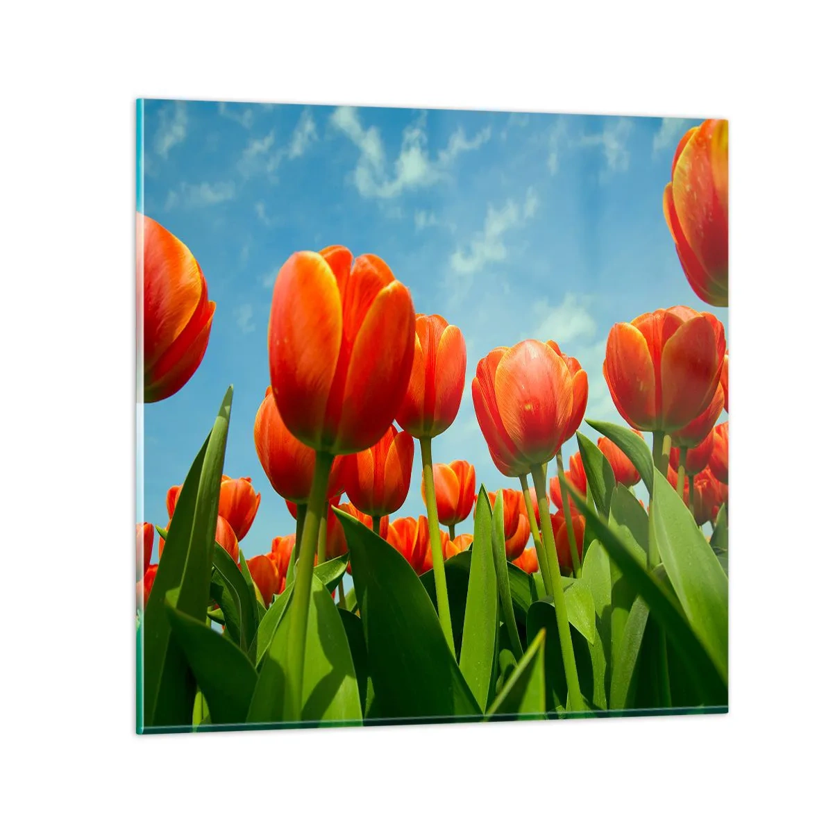 Impression sur verre - Image sur verre - A part le ciel bleu, ils n'ont besoin de rien dans leur vie - 60x60 cm
